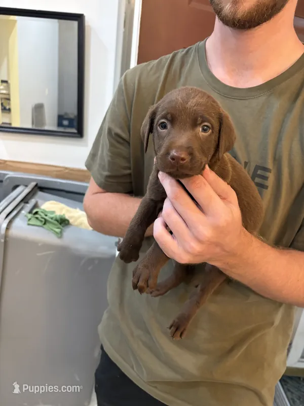 Chocolate Lab Female Pup # 6 – Labrador Retriever puppy for sale in Riverview, FL