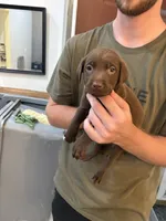 Chocolate Lab Female Pup # 6, a female Labrador Retriever for sale in Riverview, FL – 1 of 1