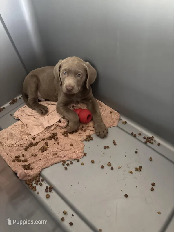 Silver Lab Female. BB-2 – Labrador Retriever puppy for sale in Riverview, FL