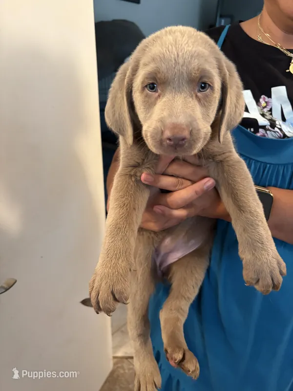 Silver Lab Female. MB-2, a female Labrador Retriever for sale in Riverview, FL – Photo 1 of 1