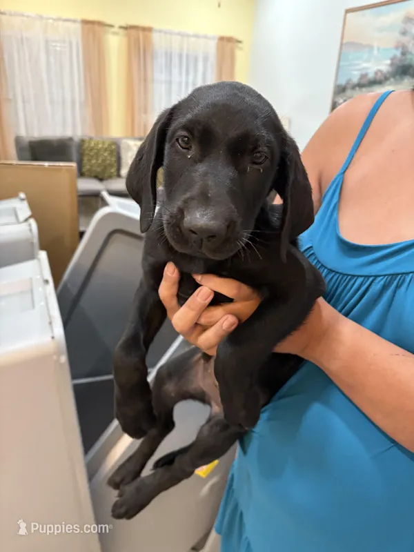Black Lab Male. – Labrador Retriever puppy for sale in Riverview, FL