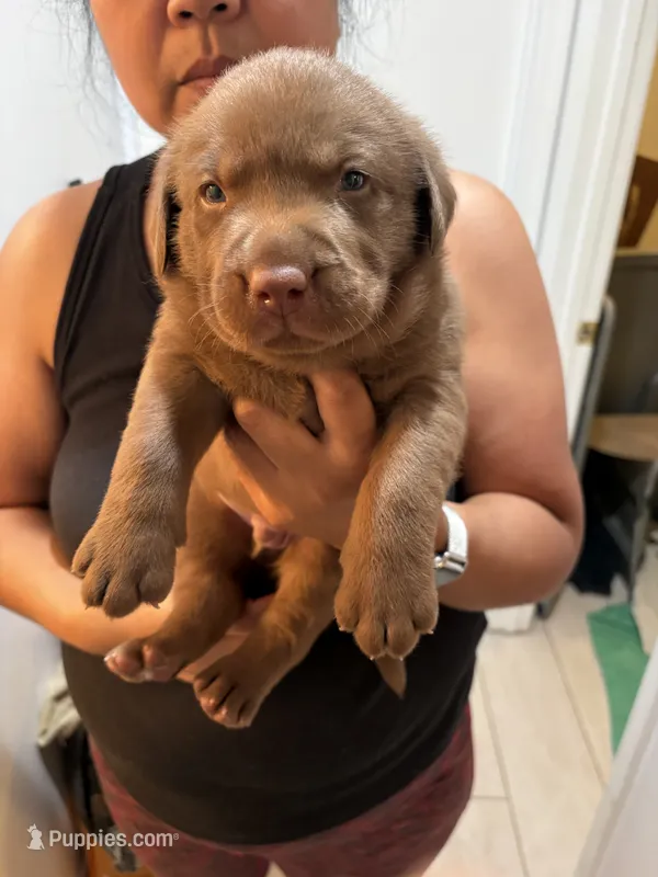 Chocolate Lab Male #5 – Labrador Retriever puppy for sale in Riverview, FL