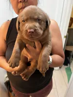 Chocolate Lab Male #5, a male Labrador Retriever for sale in Riverview, FL – 1 of 1