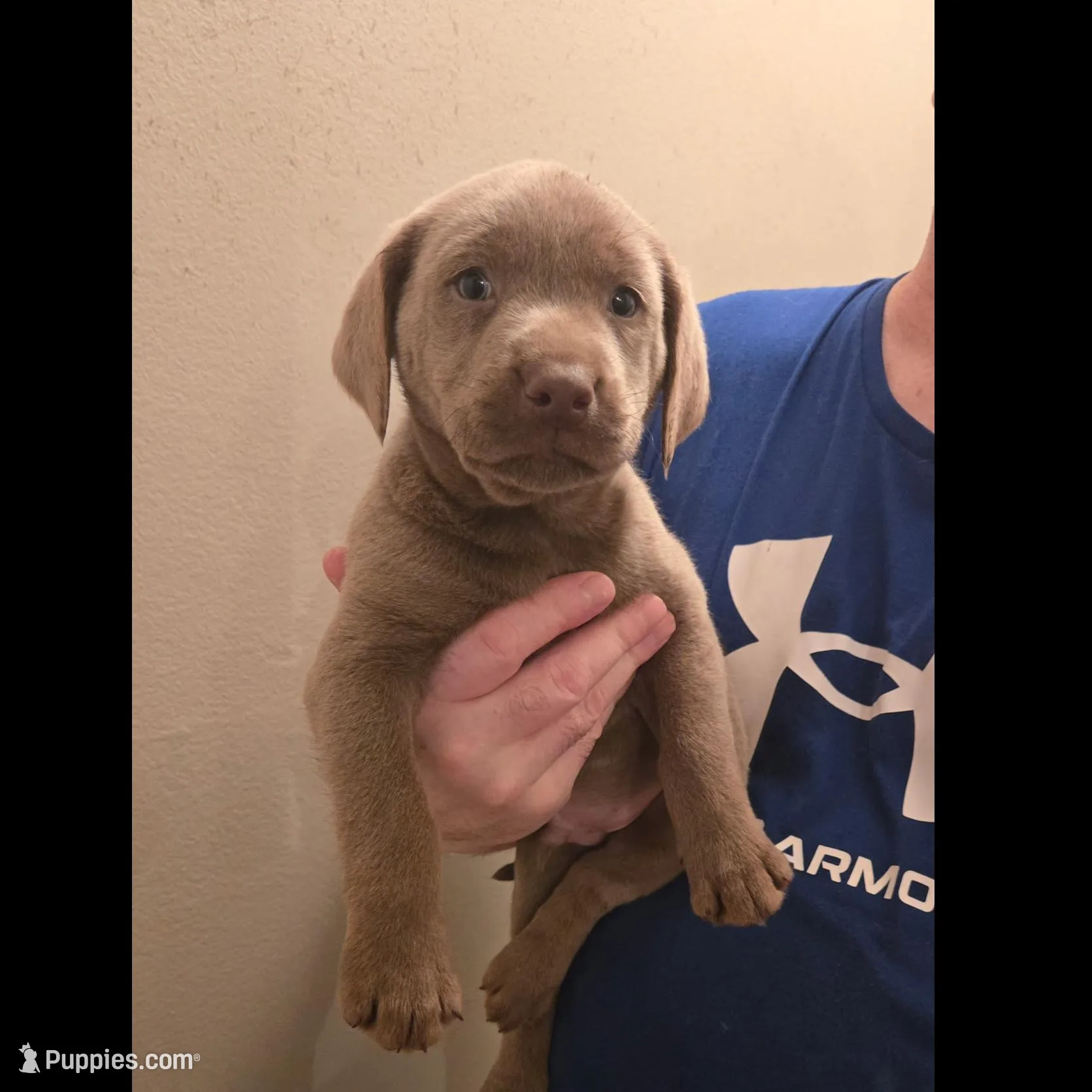 Silver Female Lab  #2