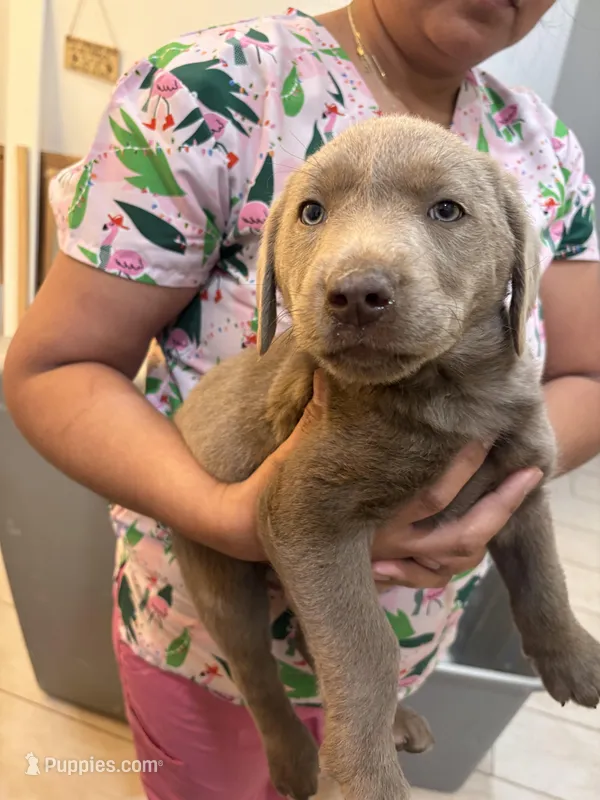 Silver Female Lab  #2