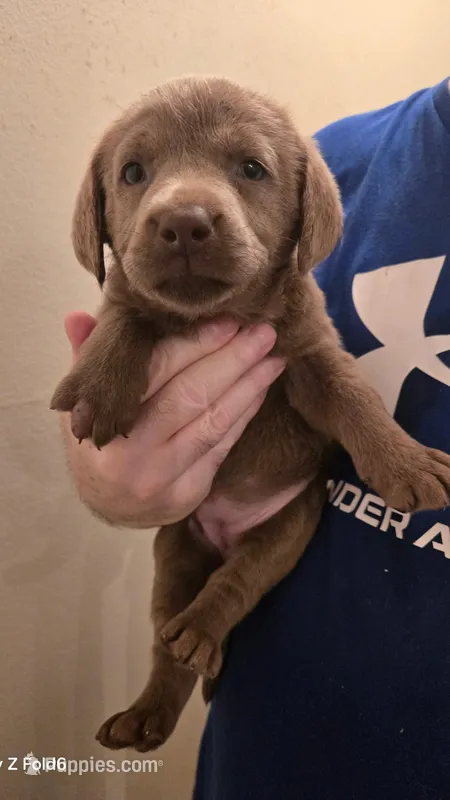 Silver Female Lab # 6