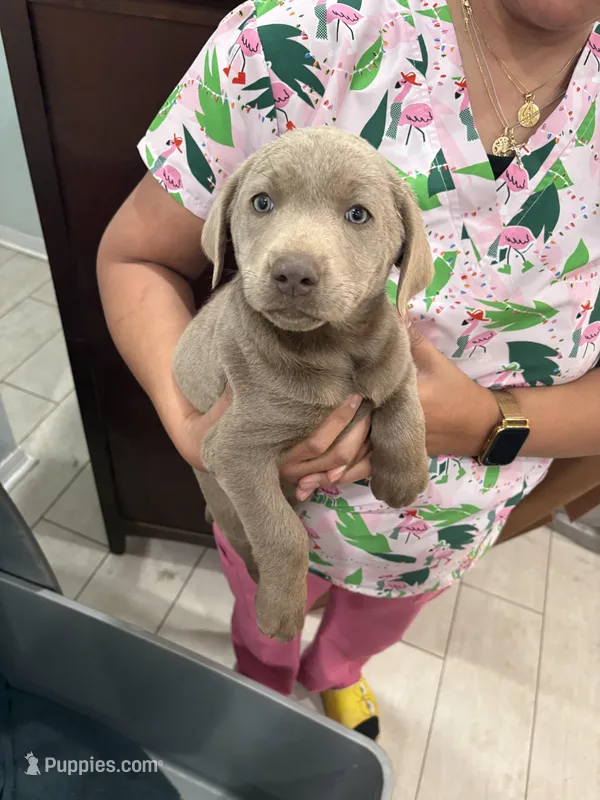 Silver Female Lab # 6