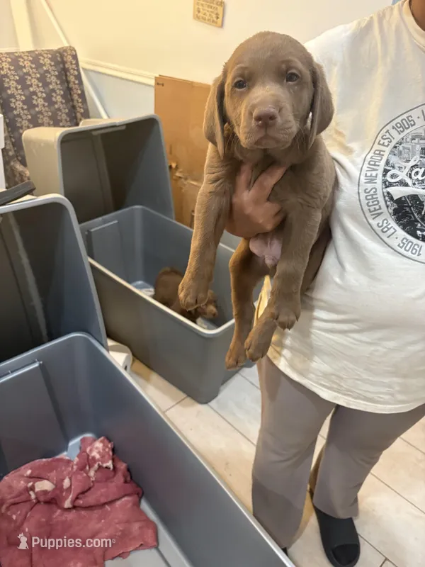 Chocolate Lab Male 2 – Labrador Retriever puppy for sale in Riverview, FL