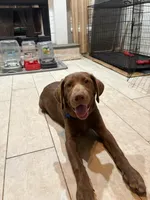 Chocolate Lab Male “Rocky”, a male Labrador Retriever for sale in Riverview, FL – 4 of 4
