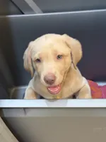 Yellow Female , a female Labrador Retriever for sale in Riverview, FL – 1 of 1
