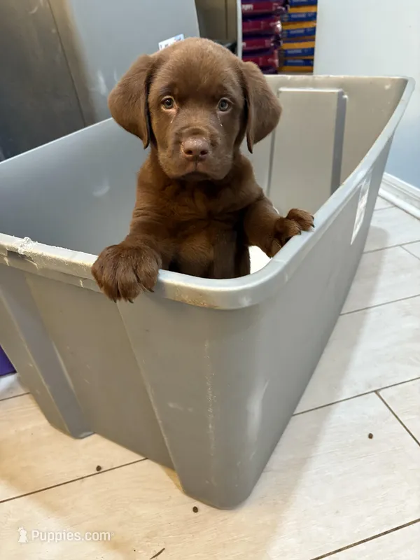 Chocolate Male Lab 1 – Labrador Retriever puppy for sale in Riverview, FL