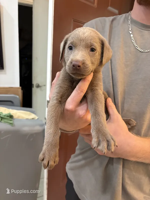 Silver Female Lab Pup # 5 – Labrador Retriever puppy for sale in Riverview, FL
