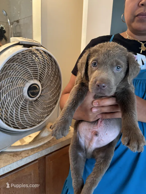 Silver Male Lab T-3 – Labrador Retriever puppy for sale in Riverview, FL