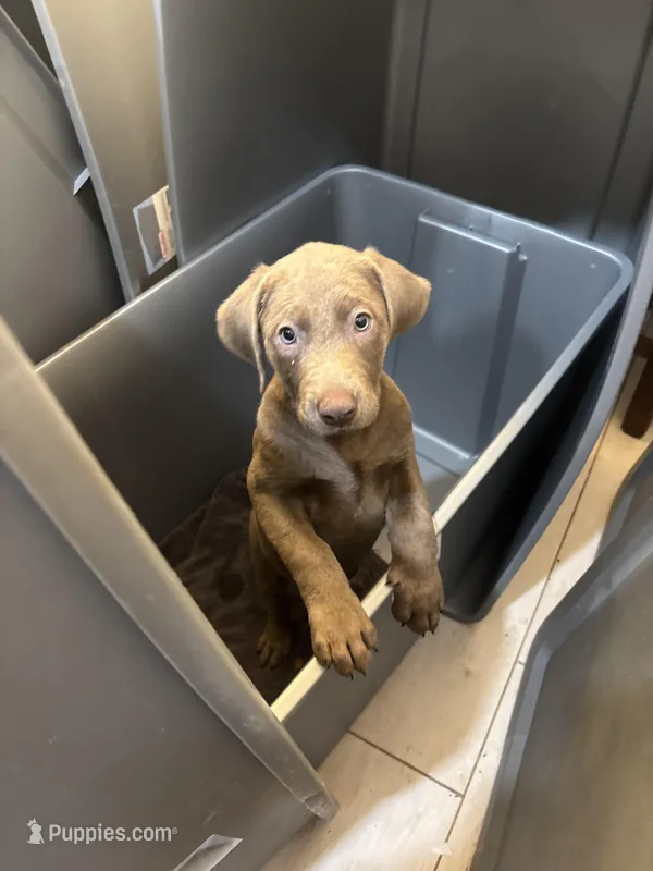 Silver Male Lab T-3 – Labrador Retriever puppy for sale in Riverview, FL