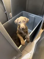 LARGE BOY Silver Male Lab T-5, a male Labrador Retriever for sale in Riverview, FL – 1 of 1