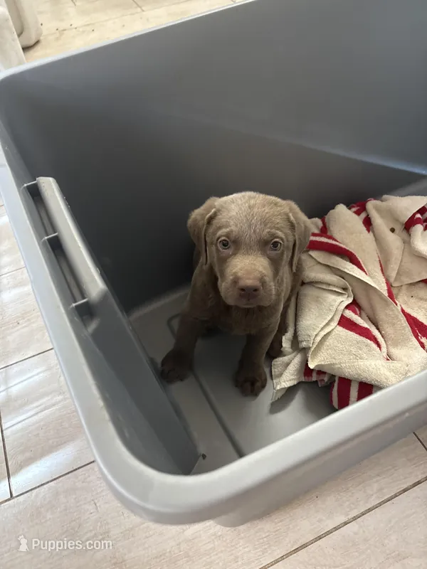 Silver Female Lab  BB-1 – Labrador Retriever puppy for sale in Riverview, FL
