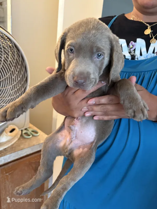 Silver Male Lab T-1, a male Labrador Retriever for sale in Riverview, FL – 1 of 1