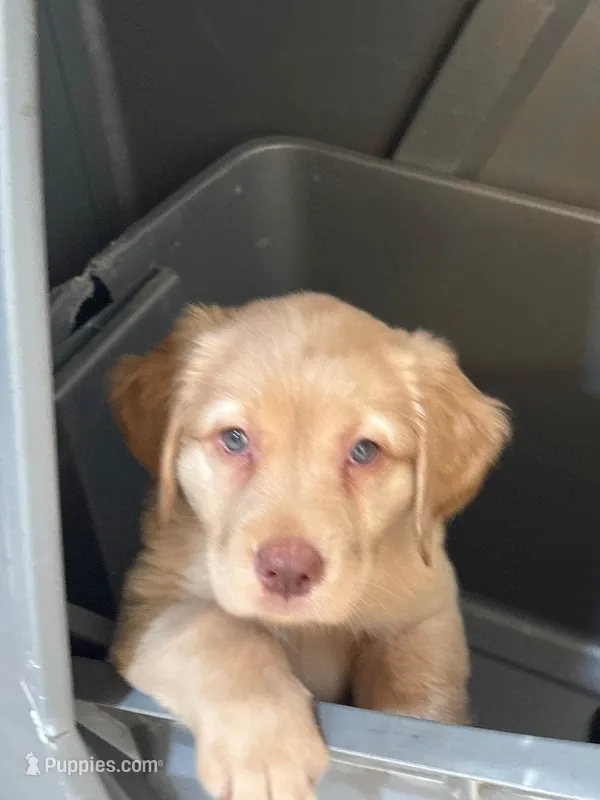 Weekend Special - $100 off -Yellow Female Lab puppy – Labrador Retriever puppy for sale in Riverview, FL