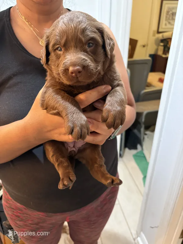 Chocolate Lab Female # 8 – Labrador Retriever puppy for sale in Riverview, FL