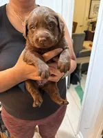 Chocolate Lab Female # 8, a female Labrador Retriever for sale in Riverview, FL – 1 of 1