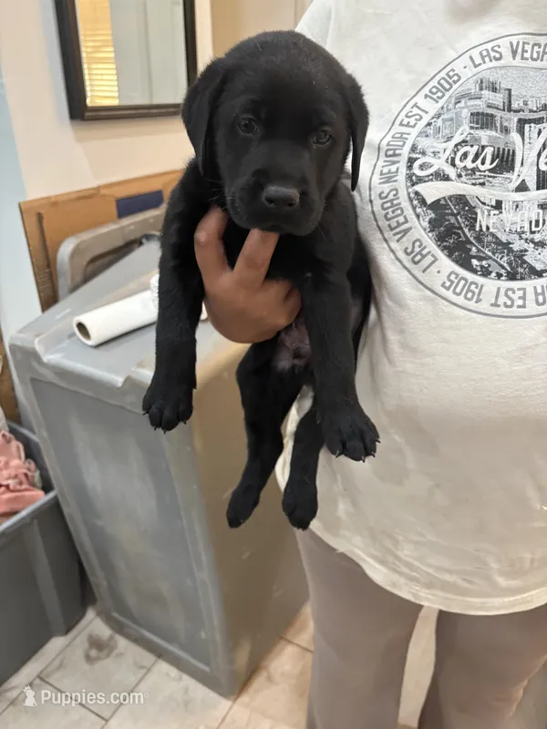 Black Lab Male 6 – Labrador Retriever puppy for sale in Riverview, FL