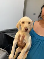Yellow Girl 1, a female Labrador Retriever for sale in Riverview, FL – 1 of 1