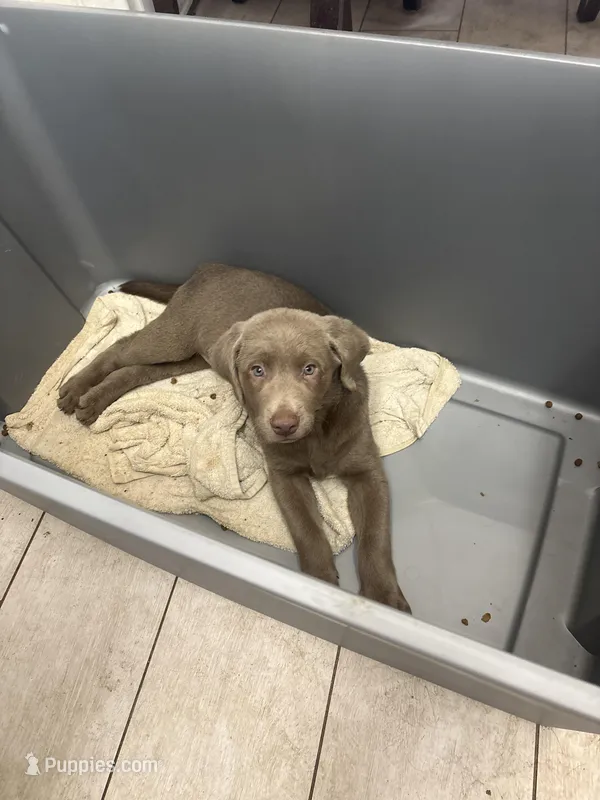 Silver Male Lab  T- 1 – Labrador Retriever puppy for sale in Riverview, FL