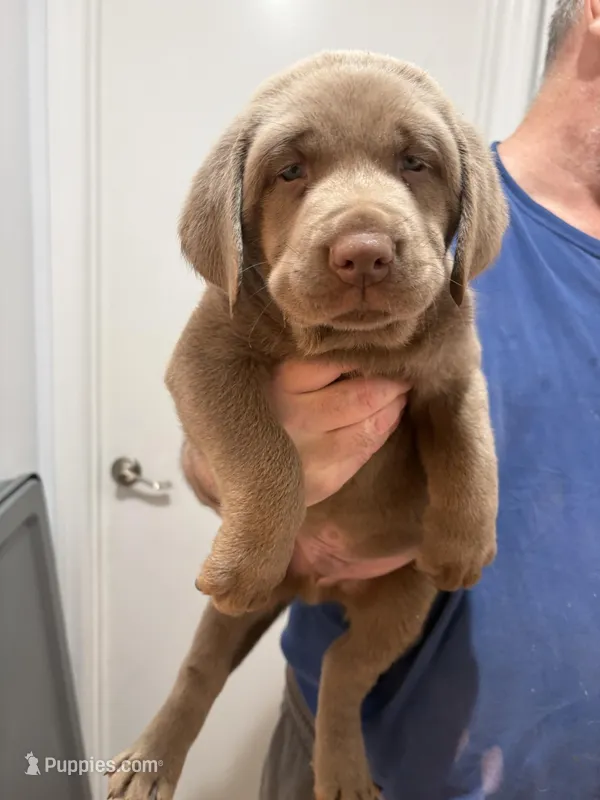 Silver Male Lab #3 – Labrador Retriever puppy for sale in Riverview, FL