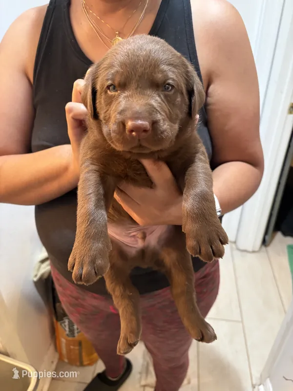 Chocolate Lab Male #4 – Labrador Retriever puppy for sale in Riverview, FL