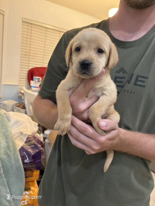 Yellow Female Lab Pup. # 1 – Labrador Retriever puppy for sale in Riverview, FL