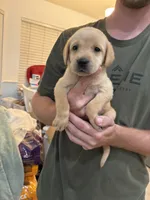 Yellow Female Lab Pup. # 1, a female Labrador Retriever for sale in Riverview, FL – 1 of 1