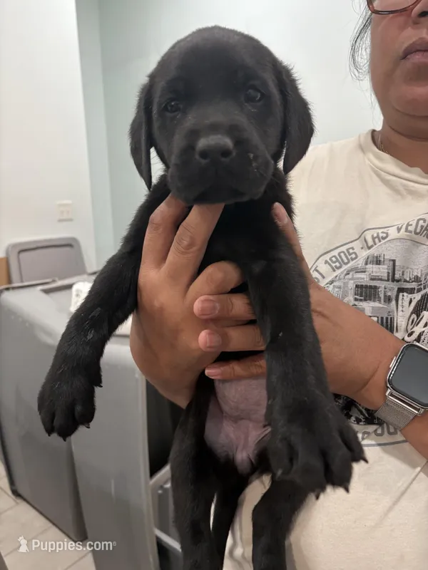 Black Female Lab 8  – Labrador Retriever puppy for sale in Riverview, FL