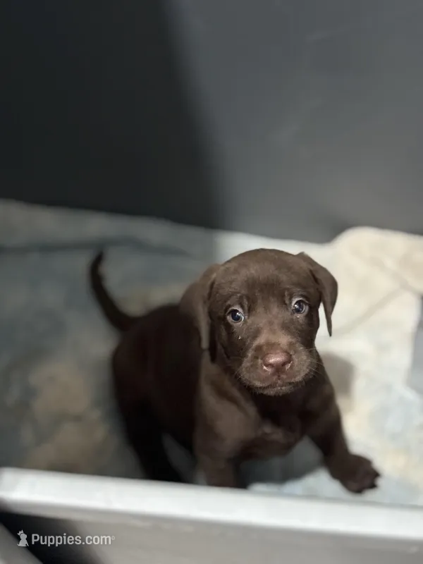 Chocolate Female Lab 8 A – Labrador Retriever puppy for sale in Riverview, FL
