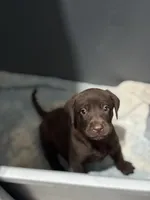 Chocolate Female Lab 8 A, a female Labrador Retriever for sale in Riverview, FL – 1 of 1