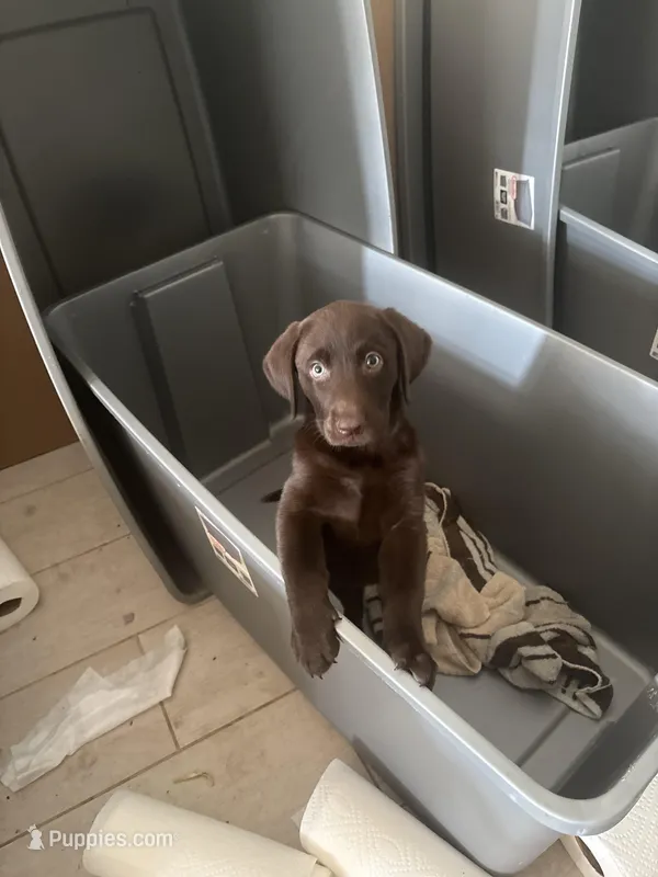 Chocolate Female Lab 11 – Labrador Retriever puppy for sale in Riverview, FL