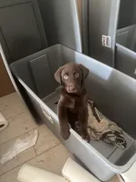 Chocolate Female Lab 11, a female Labrador Retriever for sale in Riverview, FL – 1 of 1