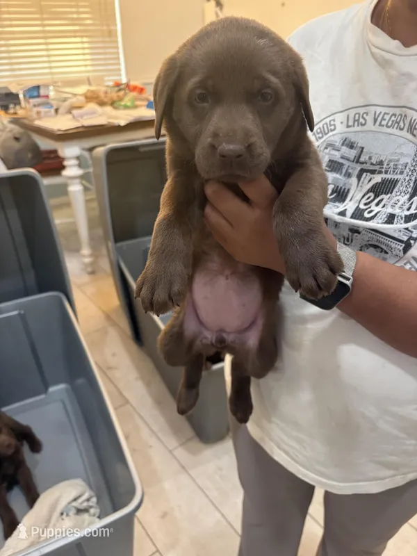 Chocolate Lab Female 5 – Labrador Retriever puppy for sale in Riverview, FL