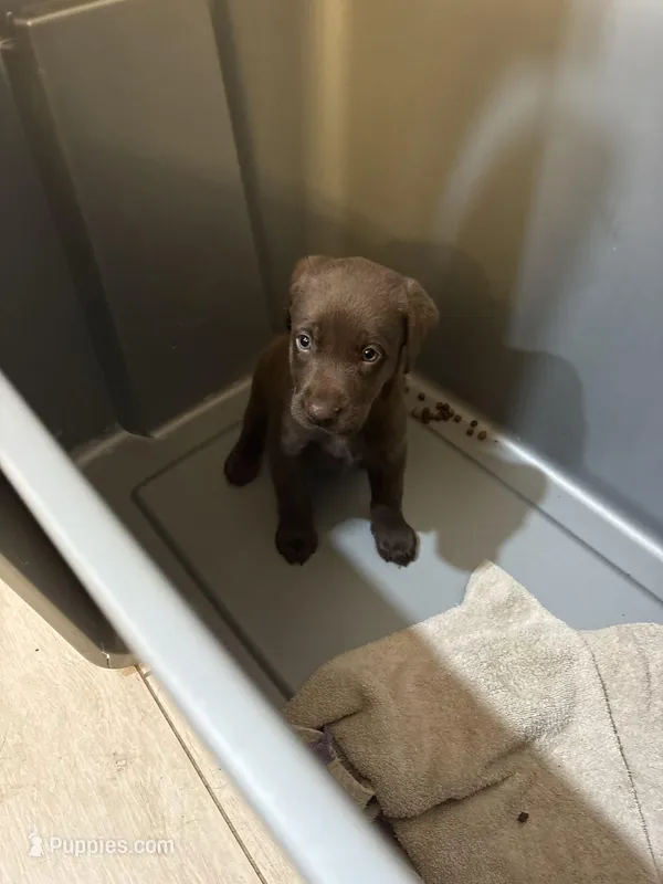 Chocolate Lab Male # 5 – Labrador Retriever puppy for sale in Riverview, FL
