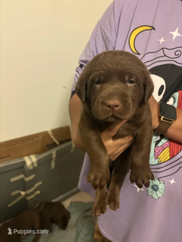 Chocolate Lab Male 2 – Labrador Retriever puppy for sale in Riverview, FL