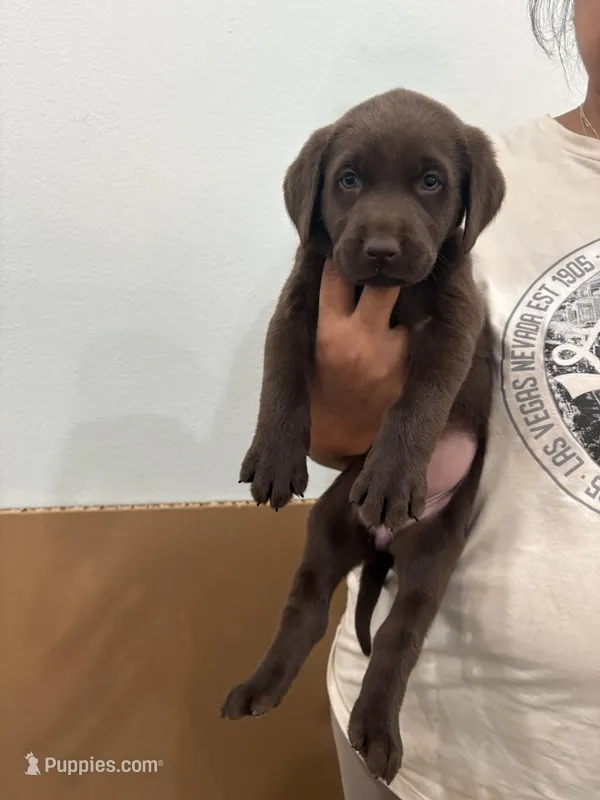 Chocolate Lab Female  11 – Labrador Retriever puppy for sale in Riverview, FL