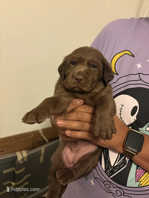 Chocolate Lab Female 2 – Labrador Retriever puppy for sale in Riverview, FL