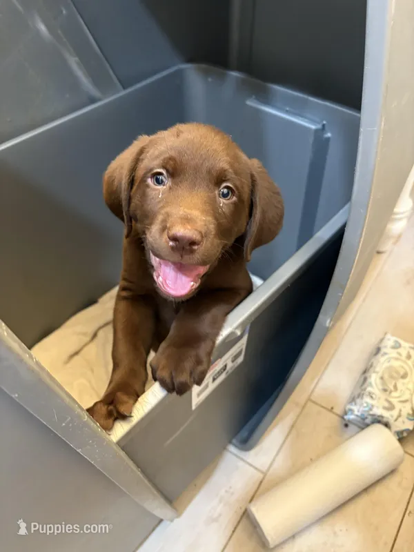 Chocolate male Lab 14 – Labrador Retriever puppy for sale in Riverview, FL