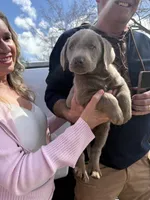 Silver Male Lab  4 A, a male Labrador Retriever for sale in Riverview, FL – 1 of 1