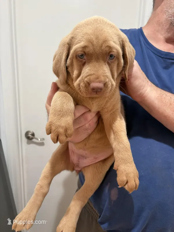 Champagne Female Lab # 4 – Labrador Retriever puppy for sale in Riverview, FL