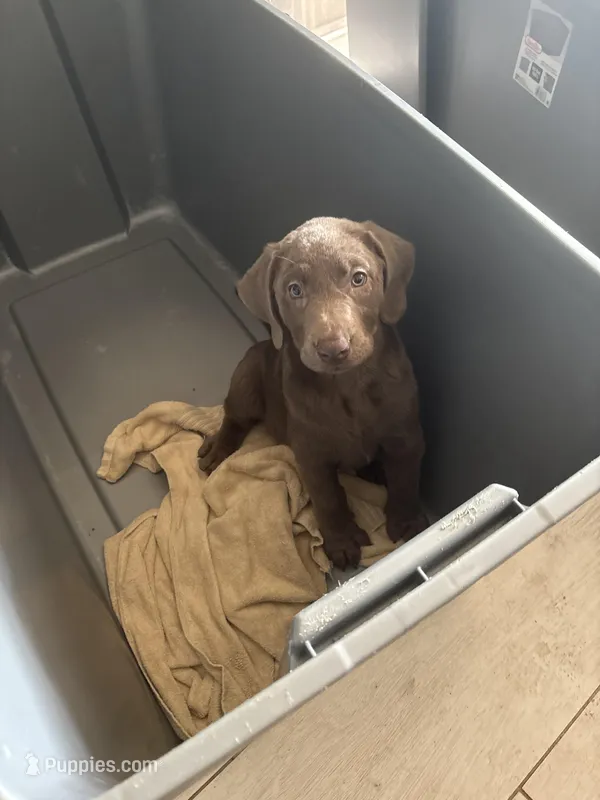 Silver Male Lab  T-8 – Labrador Retriever puppy for sale in Riverview, FL