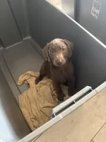 Silver Male Lab  T-8, a male Labrador Retriever for sale in Riverview, FL – 1 of 2