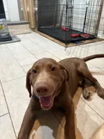 Chocolate Male Lab Pup “Rocky”, a male Labrador Retriever for sale in Riverview, FL – 5 of 5