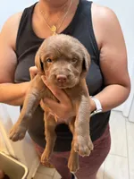 Chocolate Lab Male #3, a male Labrador Retriever for sale in Riverview, FL – 1 of 1