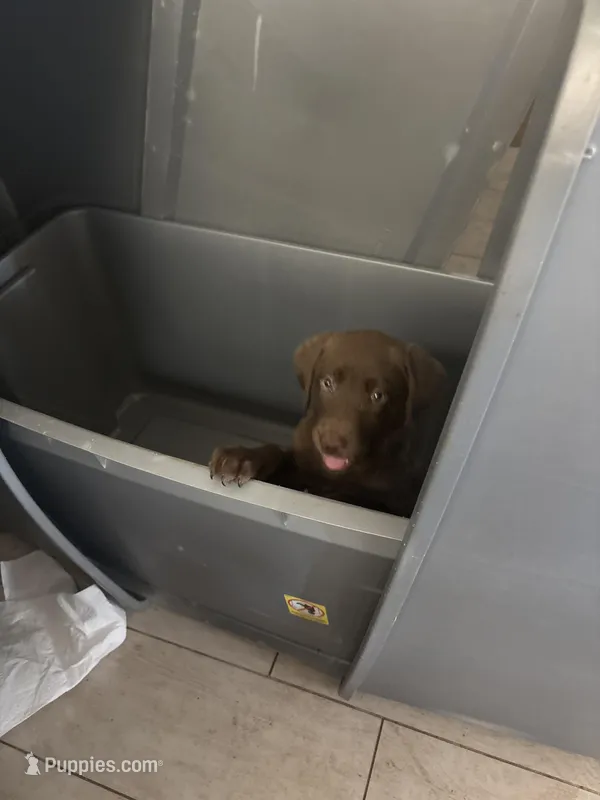 Chocolate Female Lab 17 – Labrador Retriever puppy for sale in Riverview, FL