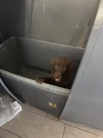 Chocolate Female Lab 17, a female Labrador Retriever for sale in Riverview, FL – 1 of 1